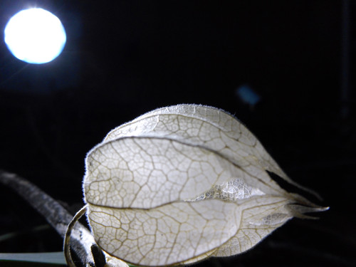 Flora Plant Beauty Publicdomain (139).jpg