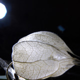 Flora Plant Beauty Publicdomain (139)