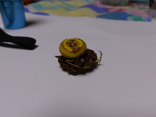 Flora Plant Beauty Publicdomain (143).jpg