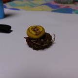 Flora Plant Beauty Publicdomain (143)