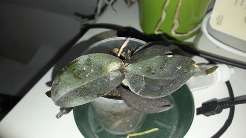 Flora Plant Beauty Publicdomain (85).jpg