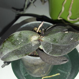 Flora Plant Beauty Publicdomain (85)