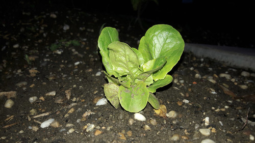 Flora Plant Beauty Publicdomain (86).jpg