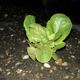 Flora Plant Beauty Publicdomain (86)