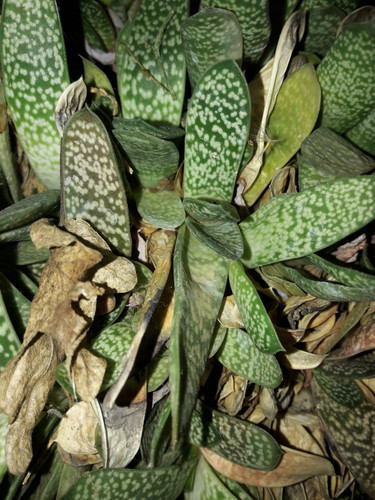 Nature Detail Classic.jpg