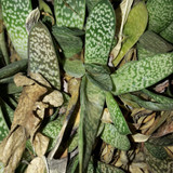 Nature Detail Classic