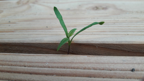 Flora Plant Beauty Publicdomain (92).jpg