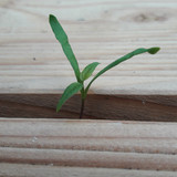 Flora Plant Beauty Publicdomain (92)