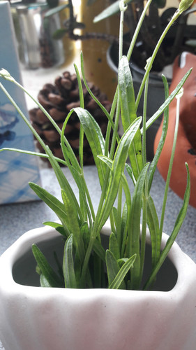 Flora Plant Beauty Publicdomain (87).jpg