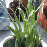 Flora Plant Beauty Publicdomain (87)