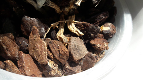 Flora Plant Beauty Publicdomain (91).jpg