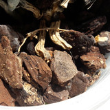 Flora Plant Beauty Publicdomain (91)