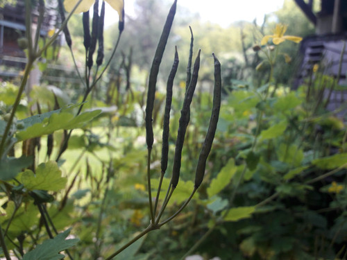 Flora Plant Beauty Publicdomain (88).jpg