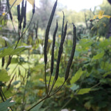 Flora Plant Beauty Publicdomain (88)