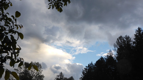 Flora Plant Beauty Publicdomain (230).jpg