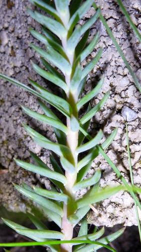 Flora Plant Beauty Publicdomain (231).jpg