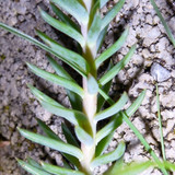 Flora Plant Beauty Publicdomain (231)