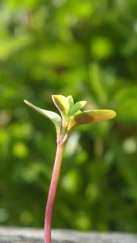 Flora Plant Beauty Publicdomain (222).jpg