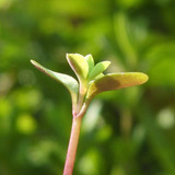 Flora Plant Beauty Publicdomain (222)