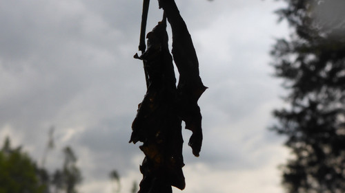 Flora Plant Beauty Publicdomain (229).jpg