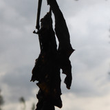 Flora Plant Beauty Publicdomain (229)