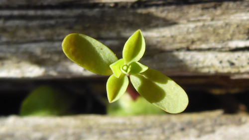 Flora Plant Beauty Publicdomain (224).jpg