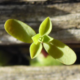 Flora Plant Beauty Publicdomain (224)