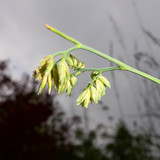 Flora Plant Beauty Publicdomain (232)