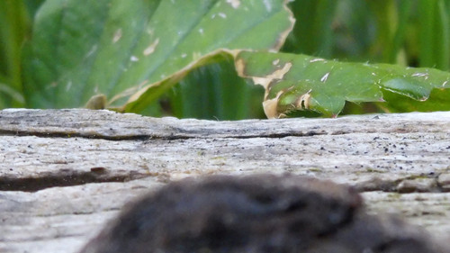 Flora Plant Beauty Publicdomain (225).jpg