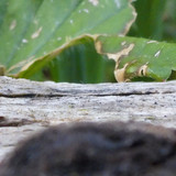 Flora Plant Beauty Publicdomain (225)