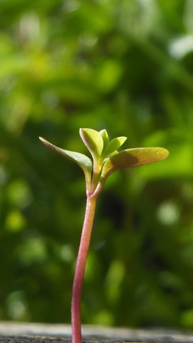 Flora Plant Beauty Publicdomain (221).jpg