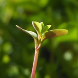 Flora Plant Beauty Publicdomain (221)