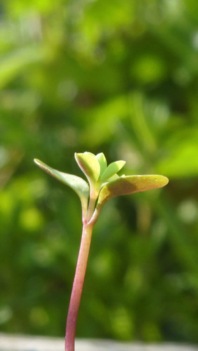 Flora Plant Beauty Publicdomain (223).jpg