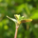 Flora Plant Beauty Publicdomain (223)