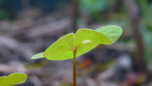 Flora Plant Beauty Publicdomain (240).jpg