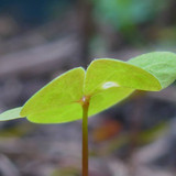 Flora Plant Beauty Publicdomain (240)