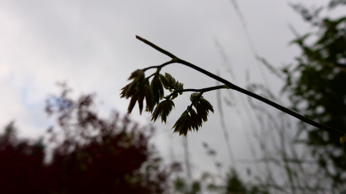 Flora Plant Beauty Publicdomain (233).jpg