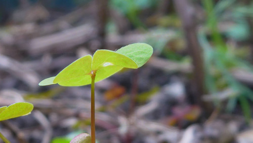 Flora Plant Beauty Publicdomain (239).jpg