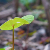 Flora Plant Beauty Publicdomain (239)