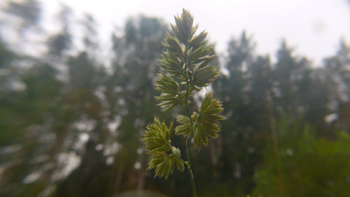 Flora Plant Beauty Publicdomain (234).jpg