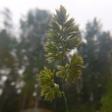 Flora Plant Beauty Publicdomain (234)