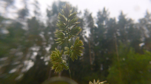 Flora Plant Beauty Publicdomain (235).jpg