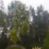 Flora Plant Beauty Publicdomain (235)