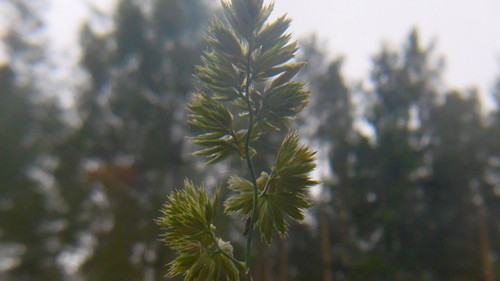 Flora Plant Beauty Publicdomain (236).jpg