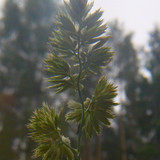 Flora Plant Beauty Publicdomain (236)