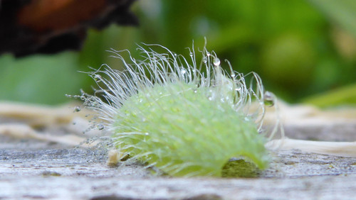 Flora Plant Beauty Publicdomain (241).jpg