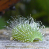 Flora Plant Beauty Publicdomain (242)