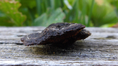 Flora Plant Beauty Publicdomain (226).jpg