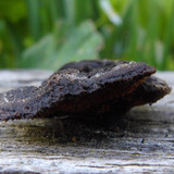 Flora Plant Beauty Publicdomain (226)