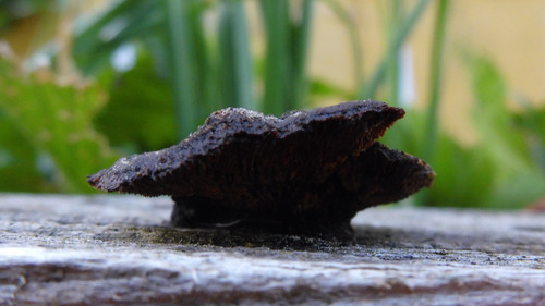 Flora Plant Beauty Publicdomain (227).jpg